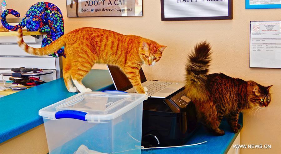 Photo taken on Feb. 24, 2019 shows two cats at Catopia Cat Cafe in Albuquerque, New Mexico, the United States. Customers at Catopia Cat Cafe, having only been open for a few months in Albuquerque in the U.S. state of New Mexico, can spend as much time as they want with about a dozen adoptable cats while having coffee and browsing the web. Internet coffee shops that have cats up for adoption is a new trend in the United States today, and there are about one hundred cat cafes around the country. (Xinhua/Richard Lakin)