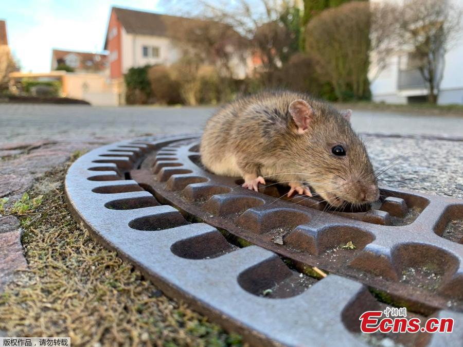 Nine rescue workers in the German town of Bensheim have saved a rat with \