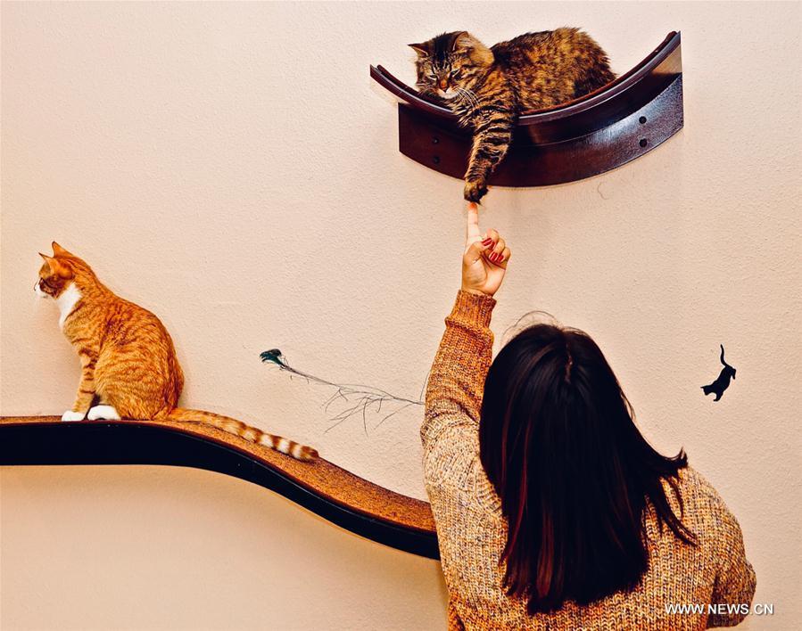 A customer interacts with adoptable cats at Catopia Cat Cafe in Albuquerque, New Mexico, the United States on Feb. 24, 2019. Customers at Catopia Cat Cafe, having only been open for a few months in Albuquerque in the U.S. state of New Mexico, can spend as much time as they want with about a dozen adoptable cats while having coffee and browsing the web. Internet coffee shops that have cats up for adoption is a new trend in the United States today, and there are about one hundred cat cafes around the country. (Xinhua/Richard Lakin)