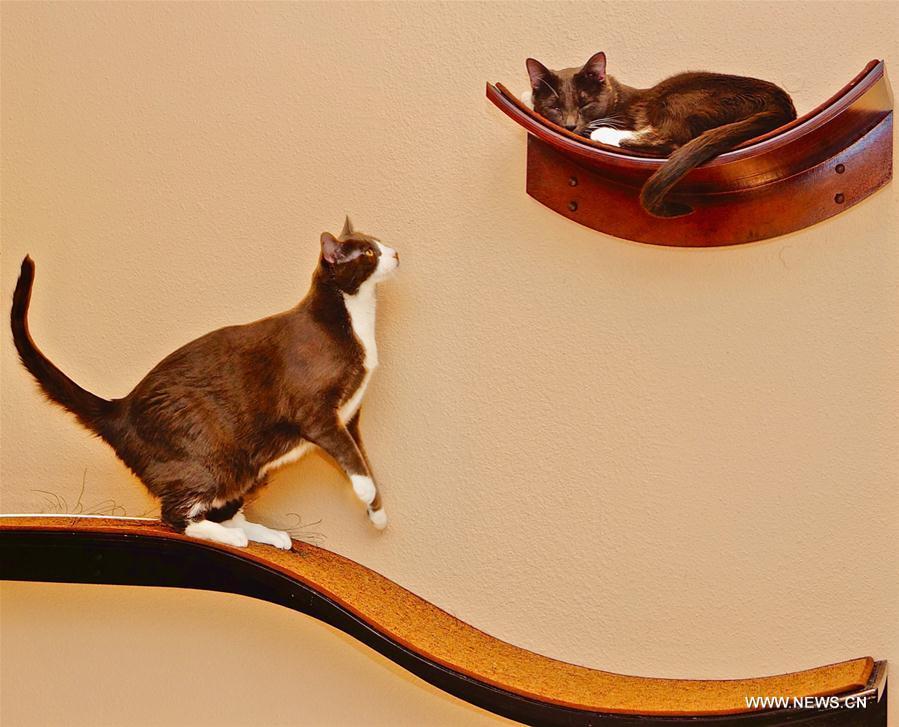 Cats have fun on \
