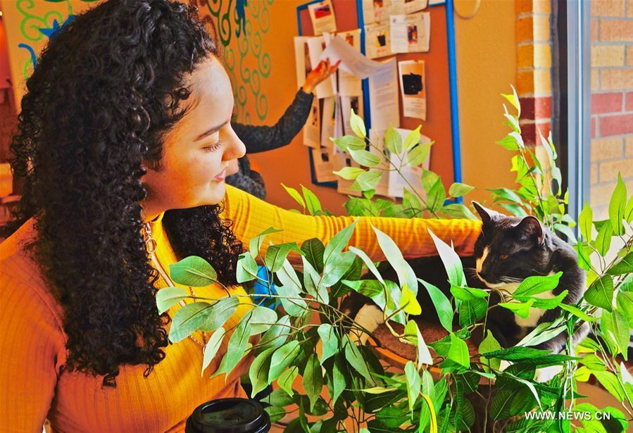 A customer interacts with a cat at Catopia Cat Cafe in Albuquerque, New Mexico, the United States on Feb. 24, 2019. Customers at Catopia Cat Cafe, having only been open for a few months in Albuquerque in the U.S. state of New Mexico, can spend as much time as they want with about a dozen adoptable cats while having coffee and browsing the web. Internet coffee shops that have cats up for adoption is a new trend in the United States today, and there are about one hundred cat cafes around the country. (Xinhua/Richard Lakin)