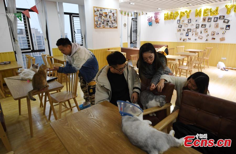 A store allows visitors to play with its 60 cats in Hangzhou City, Zhejiang Province, Feb. 28, 2019. The store is said to be popular among young people who enjoy the feline companionship. (Photo: China News Service/Wang Gang)