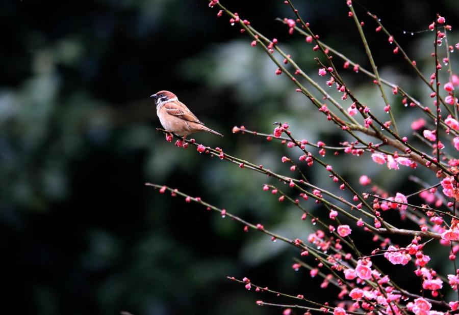 A bird lands on a plum tree branch, Xiuning county, Anhui Province, Feb. 28, 2019. As the temperature rises, plum blossoms in the Jinfoshan ecological park in Xiuning county, birds of various species are attracted to the scent of flowers, creating a vibrant spring scene. (Photo/Asianewsphoto)