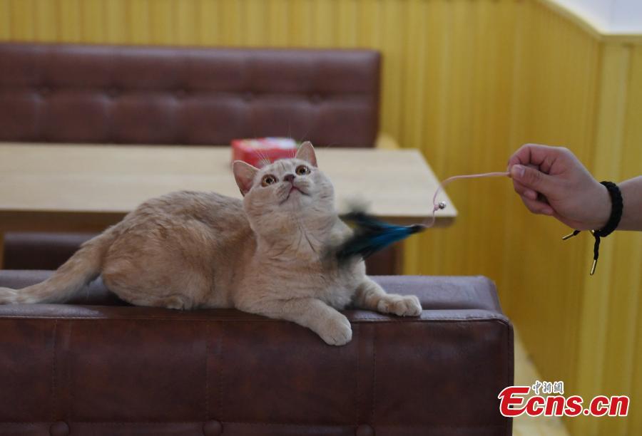 A store allows visitors to play with its 60 cats in Hangzhou City, Zhejiang Province, Feb. 28, 2019. The store is said to be popular among young people who enjoy the feline companionship. (Photo: China News Service/Wang Gang)