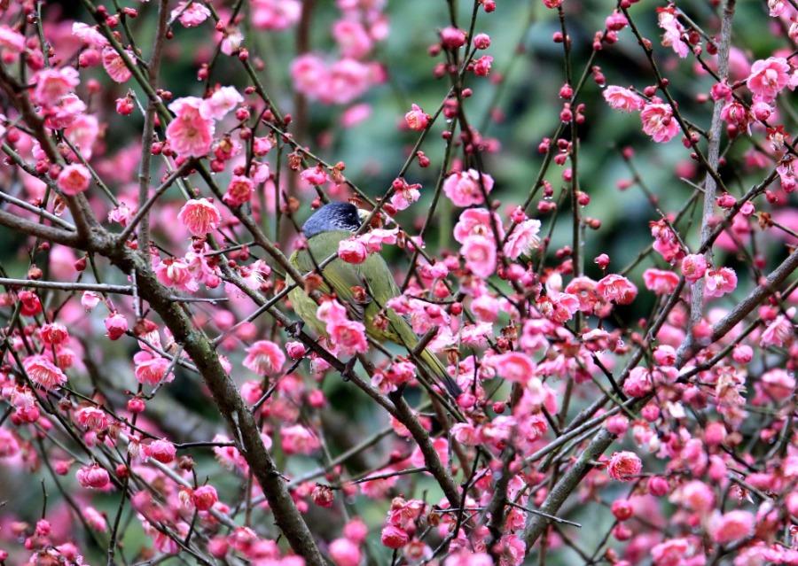 A bird lands on a plum tree branch, Xiuning county, Anhui Province, Feb. 28, 2019. As the temperature rises, plum blossoms in the Jinfoshan ecological park in Xiuning county, birds of various species are attracted to the scent of flowers, creating a vibrant spring scene. (Photo/Asianewsphoto)