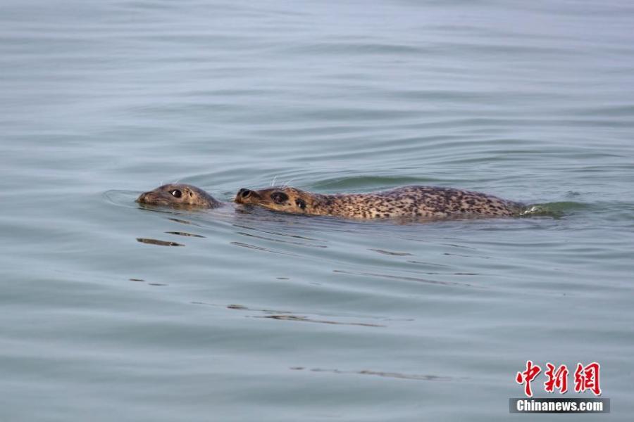 Baby spotted seals on a beach on Huping Island in Dalian City, Northeast China\'s Liaoning Province. Approximately 160-280 spotted seals live in the area\'s waters, a sign the natural environment is a healthy one. (Photo: China News Service/Bian Zhidong)