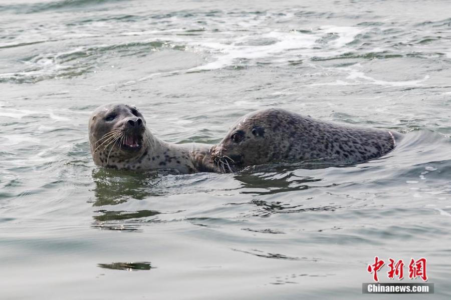 Baby spotted seals on a beach on Huping Island in Dalian City, Northeast China\'s Liaoning Province. Approximately 160-280 spotted seals live in the area\'s waters, a sign the natural environment is a healthy one. (Photo: China News Service/Bian Zhidong)