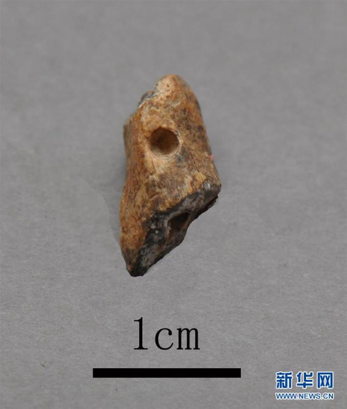 A bone device excavated at the Longquan Cave, an early Upper Paleolithic site in Central China\'s Henan Province. Archeologists have found remains of ash and fire pits in the cave, evidence of the use of fires some 40,000 years ago. The discovery was selected as a top archaeological finding in 2018 in the province. (Photo/Xinhua)