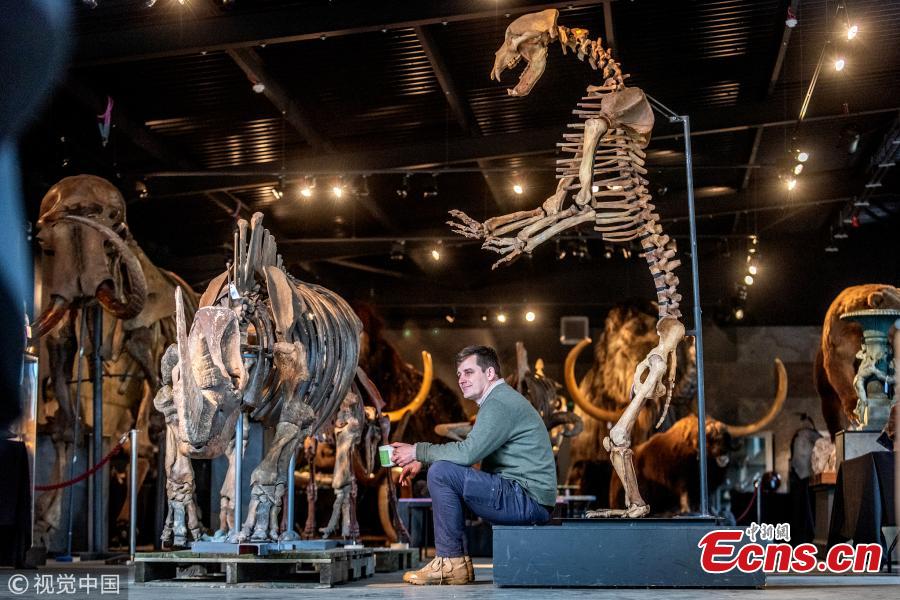 Rupert van Der Werff from Summers Place Auctions with a rare skeleton of a long-extinct cave bear, right, and a woolly rhinoceros (one of only three in the world) up for sale next Tuesday (March 12) on March 5, 2019 in Billingshurst, England. The Skeletons of Ice Age will go under the hammer alongside two sections of the Berlin Wall.  (Photo/Agencies)