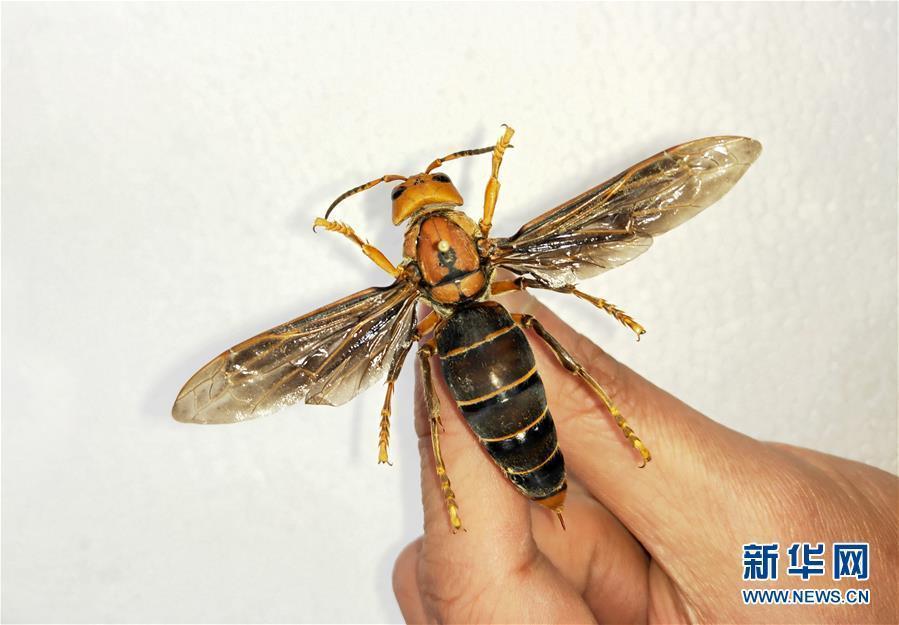 Photo shows a newly-discovered hornet, the largest ever, found by Chengdu Huaxi Entomic Museum in Yunnan near the border with Myanmar on March 5, 2019. The hornet is 6-cm-long, with a wingspan of 9.35 cm. That\'s far bigger than the previous record of 7.6 cm.  (Photo/Xinhua)