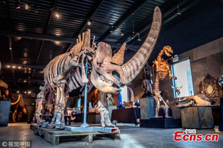 Rupert van Der Werff from Summers Place Auctions with a rare skeleton of a long-extinct cave bear, right, and a woolly rhinoceros (one of only three in the world) up for sale next Tuesday (March 12) on March 5, 2019 in Billingshurst, England. The Skeletons of Ice Age will go under the hammer alongside two sections of the Berlin Wall.  (Photo/Agencies)