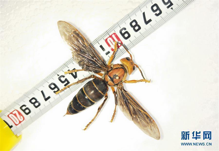 Photo shows a newly-discovered hornet, the largest ever, found by Chengdu Huaxi Entomic Museum in Yunnan near the border with Myanmar on March 5, 2019. The hornet is 6-cm-long, with a wingspan of 9.35 cm. That\'s far bigger than the previous record of 7.6 cm.  (Photo/Xinhua)