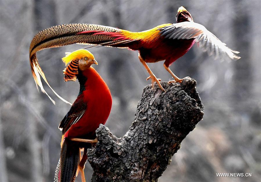 Two golden pheasants sport in the woods of Mengcun Village in Ruyang County, central China\'s Henan Province, March 5, 2019. (Xinhua/Li An)