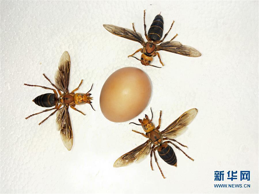 An egg is sized up alongside the specimen of an Asian giant hornet, the world\'s largest hornet, in Yunnan near the border with Myanmar on March 5, 2019.  (Photo/Xinhua)