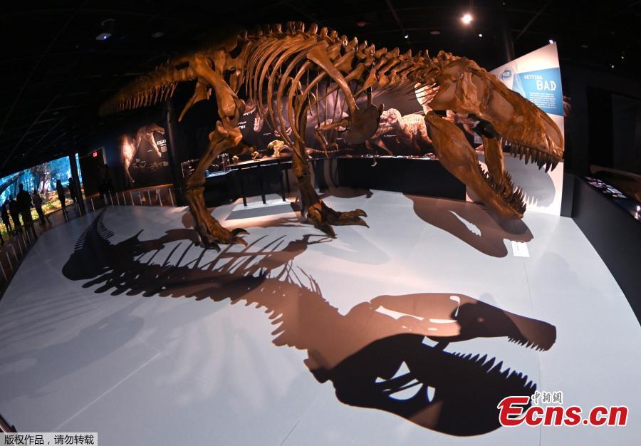 A fossil of a skull is seen as part of a new exhibit at the American Museum of Natural History called \