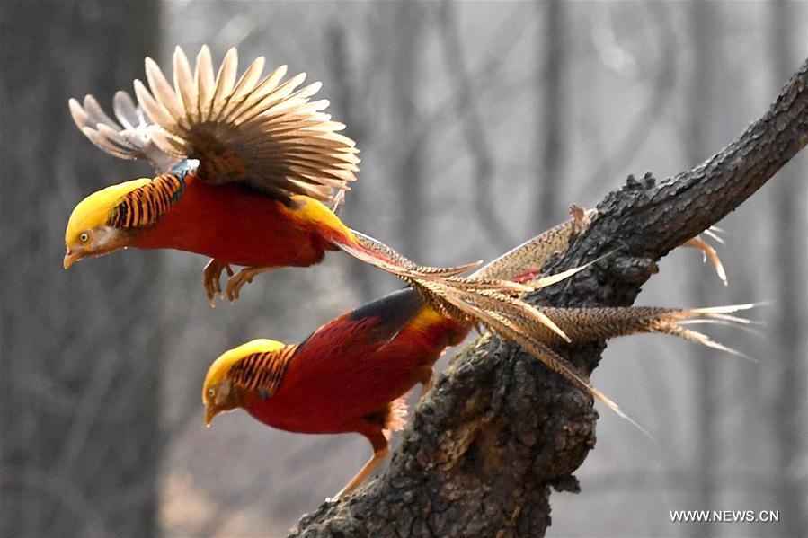 Two golden pheasants sport in the woods of Mengcun Village in Ruyang County, central China\'s Henan Province, March 5, 2019. (Xinhua/Li An)