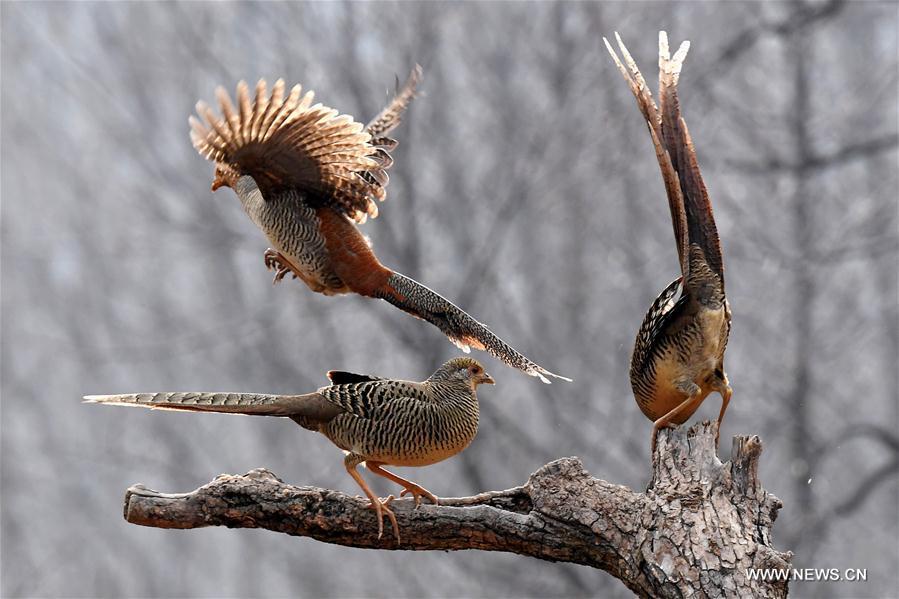 Three golden pheasants sport in the woods of Mengcun Village in Ruyang County, central China\'s Henan Province, March 5, 2019. (Xinhua/Li An)