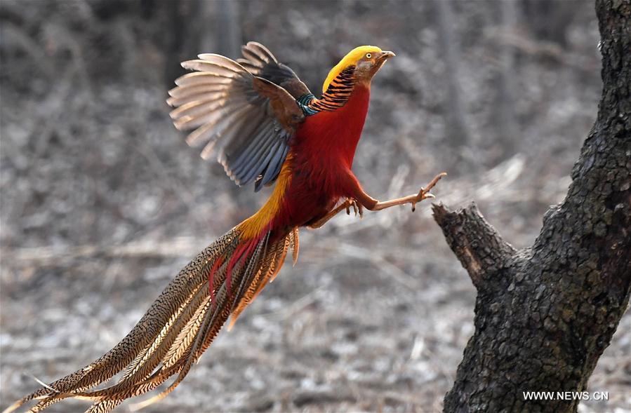A golden pheasant sports in the woods of Mengcun Village in Ruyang County, central China\'s Henan Province, March 5, 2019. (Xinhua/Li An)