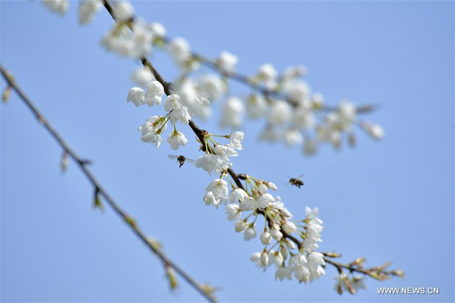 A bee flies among flowers at Lianhuaba Village of Zhushan Town of Xuan\'en County, central China\'s Hubei province, on March 6, 2019. This Wednesday marked the day of \