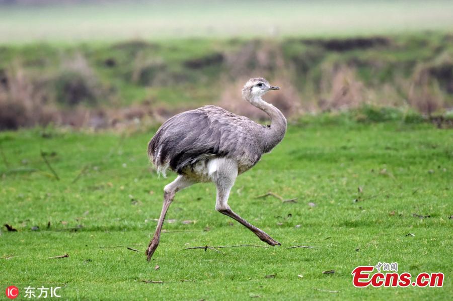 A 6ft rhea dubbed Linford after running wild on a prestigious golf course has been captured and taken to a new home - where zookeepers discovered he could actually be a GIRL called Linda. The ostrich-like flightless bird, named after Linford Christie because of his ability to reach speeds of up to 40mph, took up residence at Evesham Golf Club in Evesham, Worcestershire, southern England, last October after escaping from his owner\'s home in nearby Harvington and travelling five miles by road.(Photo/IC)
