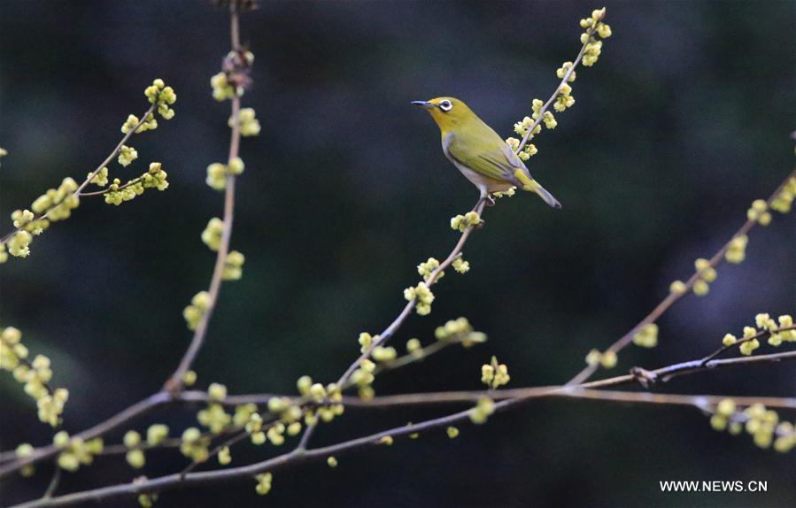 A bird stands on a tree branch at Wuxing Village in Yanfeng District of Hengyang City, central China\'s Hunan Province, on March 6, 2019. This Wednesday marked the day of \