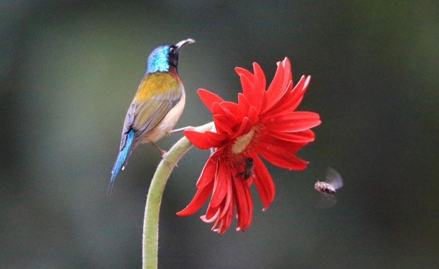 A bird perches on a flower branch in Wuxing village, Hengyang city, in Central China\'s Hunan Province, March 6, 2019. With Wednesday marking jingzhe, or the \