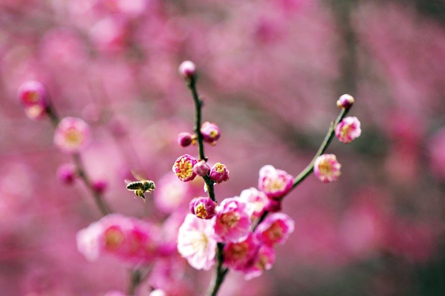 A bee flies in blooming flowers in Zigui county, Central China\'s Hubei Province, on March 6, 2019.  (Photo/Xinhua)