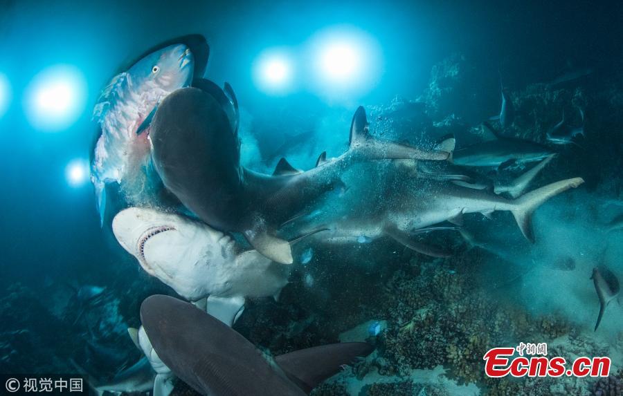 The results of Underwater Photographer of the Year 2019 are out.  The competition started in 1967 in the UK as a local contest, but soon turned into a global event, drawing shutter bugs from the four corners of the world.  Richard Barnden from the UK was named Underwater Photographer of the Year 2019 as well as British Underwater photographer of the Year 2019 with his captivating image titled \'The Gauntlet\'. Here is a selection from the UPY 2019 gallery.  (Photo Agencies)
