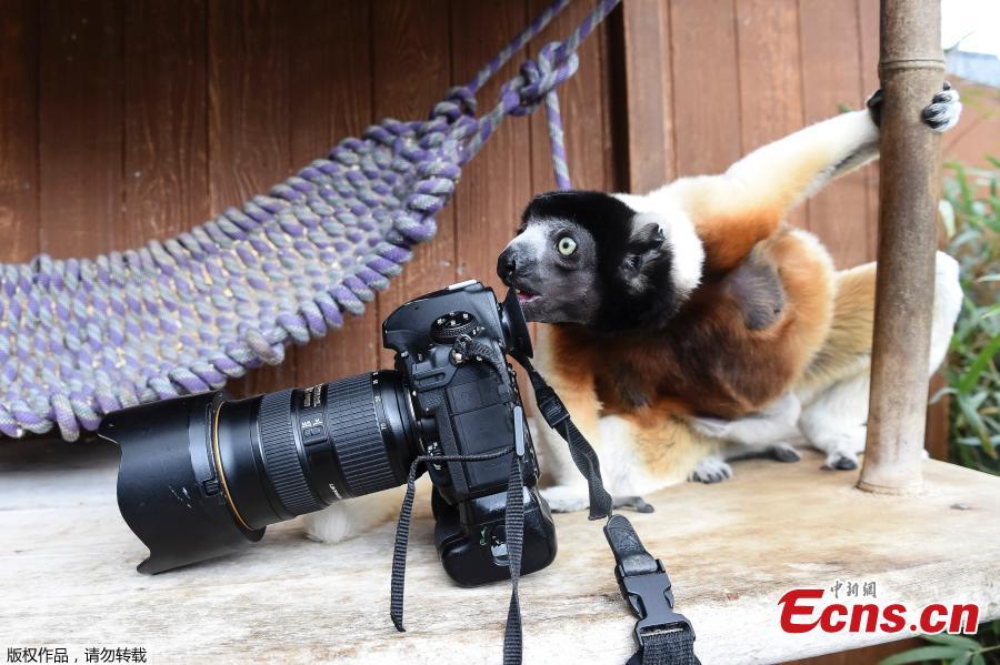 Poppy, a female Crowned sifaka, inspects a camera in the enclosure at the zoo of Mulhouse, eastern France, on March 5, 2019. The Crowned sifaka is a critically endangered. (Photo/Agencies)