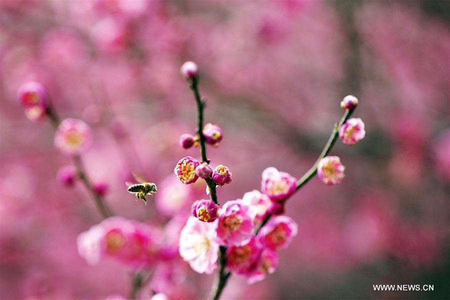 A bee flies among flowers in Zigui County, central China\'s Hubei Province, on March 6, 2019. This Wednesday marked the day of \