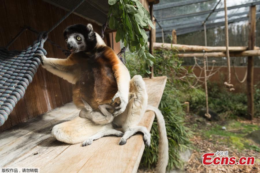 Poppy, a female Crowned sifaka, holds her cub at the zoo of Mulhouse, eastern France, on March 5, 2019. The Crowned sifaka is a critically endangered species from