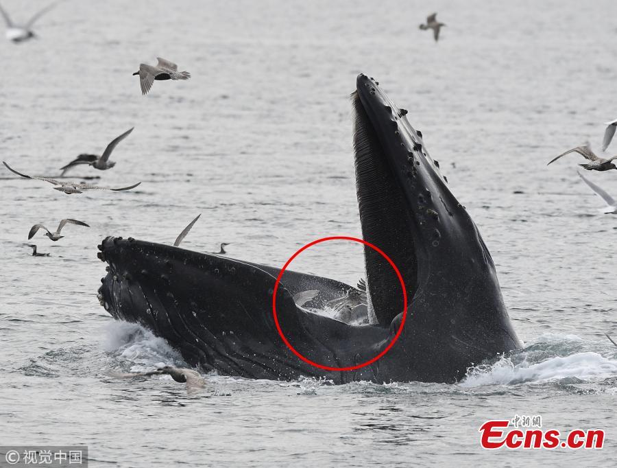 A humpback whale accidentally caught low-flying seagulls as it took a huge mouthful of fish in the Salish Sea off the coast of Sooke, Canada. As the 44ft-long whale sank back below the surface it realized its mistake and released the \'frantic\' gulls back into the sky. (Photo/VCG)