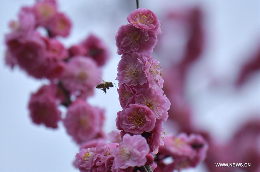 A bee flies among flowers at Lianhuaba Village in Zhushan Town of Xuan\'en County, central China\'s Hubei province, on March 6, 2019. This Wednesday marked the day of \
