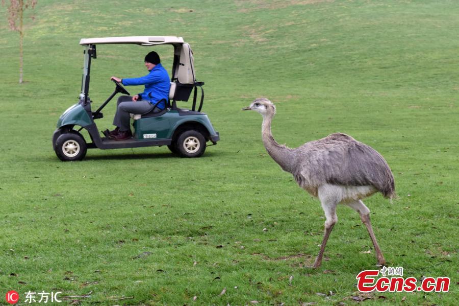 A 6ft rhea dubbed Linford after running wild on a prestigious golf course has been captured and taken to a new home - where zookeepers discovered he could actually be a GIRL called Linda. The ostrich-like flightless bird, named after Linford Christie because of his ability to reach speeds of up to 40mph, took up residence at Evesham Golf Club in Evesham, Worcestershire, southern England, last October after escaping from his owner\'s home in nearby Harvington and travelling five miles by road.(Photo/IC)