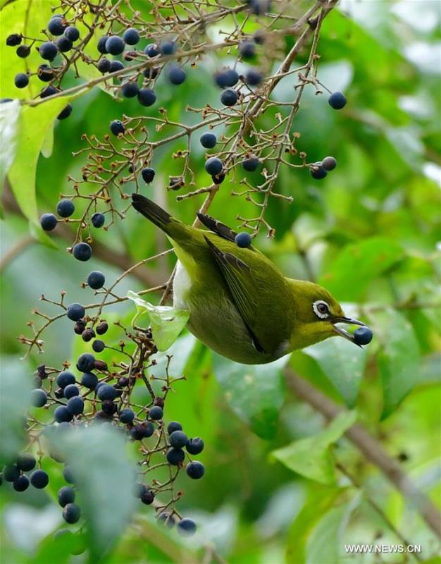 A white-eye feeds on berries in a tree in Fuzhou, southeast China\'s Fujian Province, March 6, 2019. This Wednesday marked the day of \