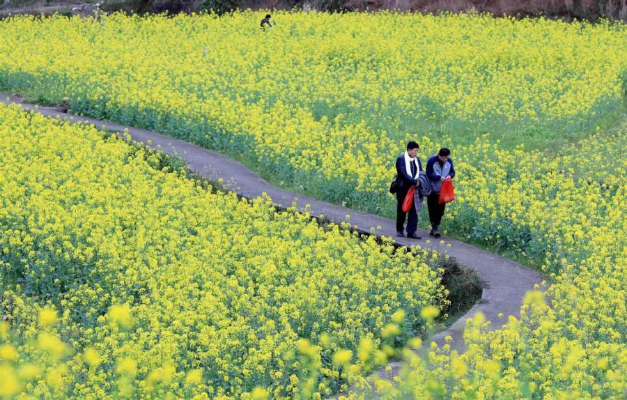 People stroll in a canola flower field in Changfeng village, Southwest China\'s Guangxi Zhuang autonomous region, March 6, 2019. (Photo/Asianewsphoto)