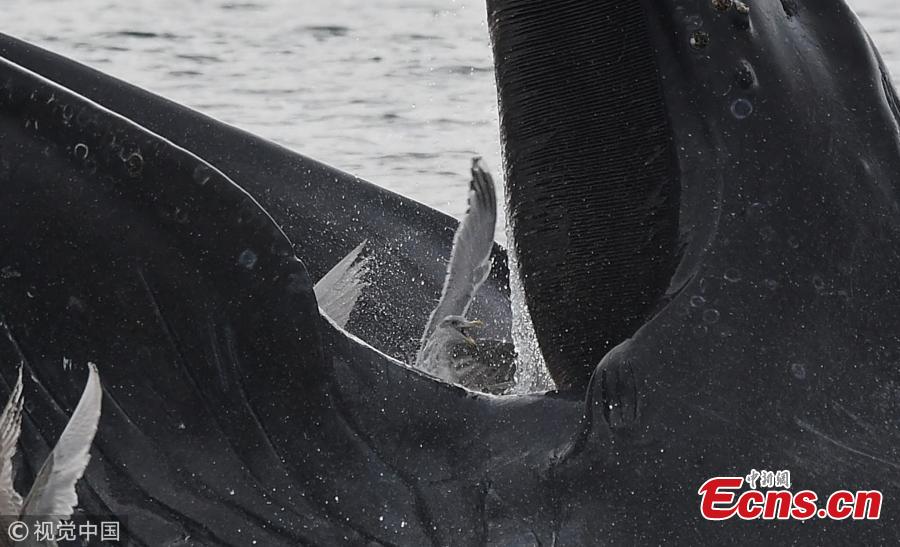 A humpback whale accidentally caught low-flying seagulls as it took a huge mouthful of fish in the Salish Sea off the coast of Sooke, Canada. As the 44ft-long whale sank back below the surface it realized its mistake and released the \'frantic\' gulls back into the sky. (Photo/VCG)