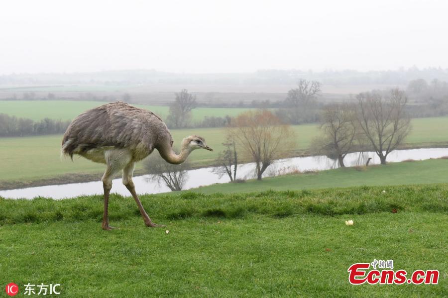 A 6ft rhea dubbed Linford after running wild on a prestigious golf course has been captured and taken to a new home - where zookeepers discovered he could actually be a GIRL called Linda. The ostrich-like flightless bird, named after Linford Christie because of his ability to reach speeds of up to 40mph, took up residence at Evesham Golf Club in Evesham, Worcestershire, southern England, last October after escaping from his owner\'s home in nearby Harvington and travelling five miles by road.(Photo/IC)