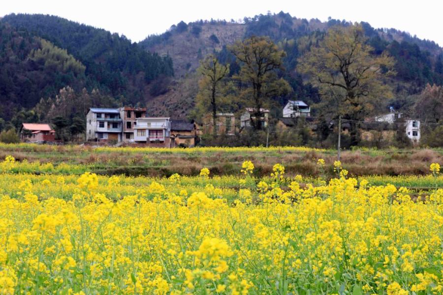 Canola flowers bloom in Changfeng village, Southwest China\'s Guangxi Zhuang autonomous region, March 6, 2019. (Photo/Asianewsphoto)