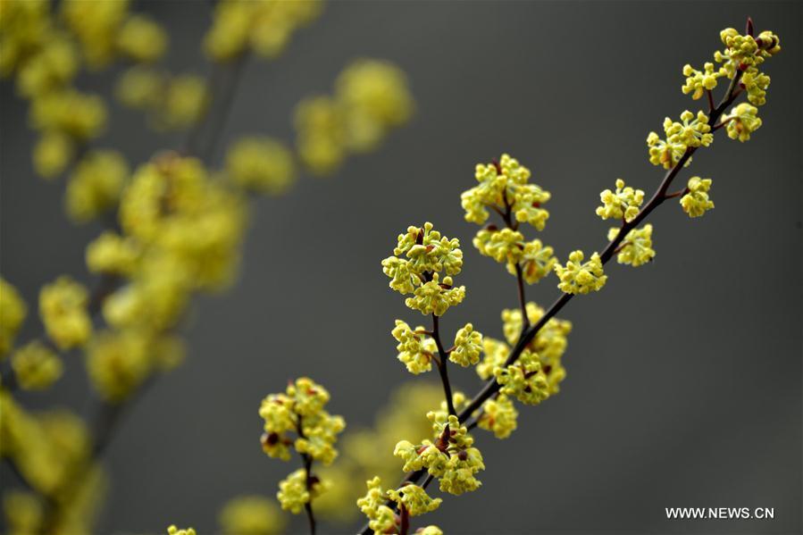 Photo taken on March 6, 2019 shows pepper flowers at Sanhegou Village in Jiaoyuan Town of Xuan\'en County, central China\'s Hubei Province. This Wednesday marked the day of \