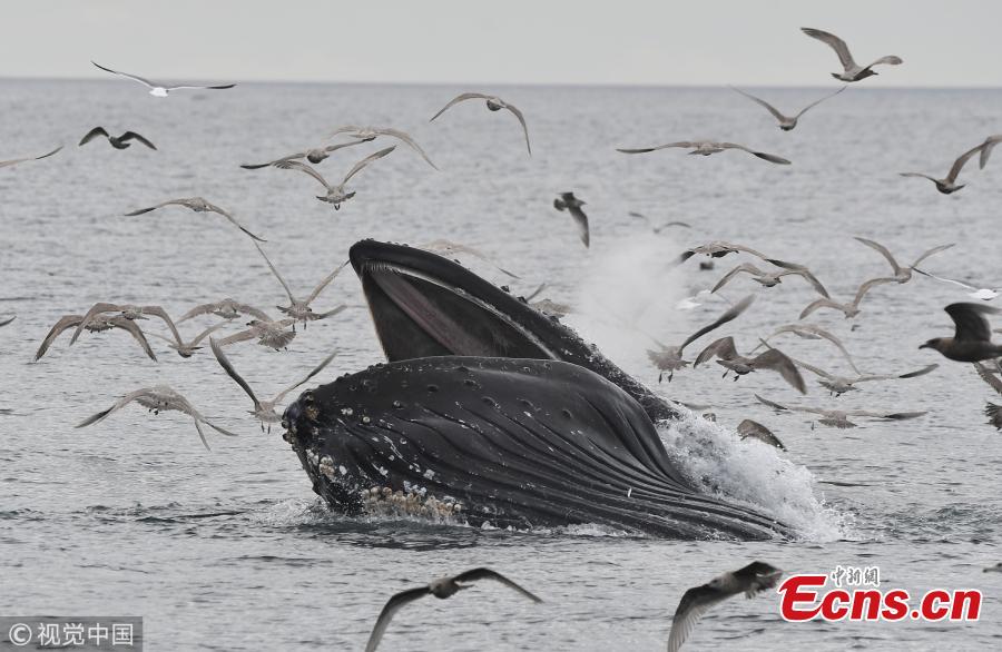 A humpback whale accidentally caught low-flying seagulls as it took a huge mouthful of fish in the Salish Sea off the coast of Sooke, Canada. As the 44ft-long whale sank back below the surface it realized its mistake and released the \'frantic\' gulls back into the sky. (Photo/VCG)