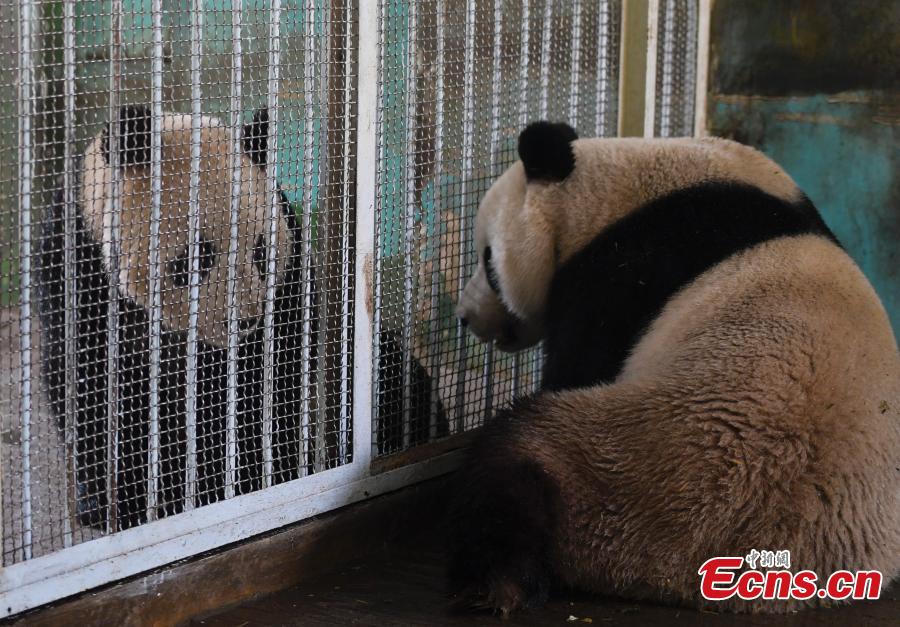 Giant pandas Hua Ao (L) and Ya  Ji at Jinan Zoo in Jinan, East China\'s Shandong Province, March 7, 2019. (Photo: China News Service/Zhang Yong)