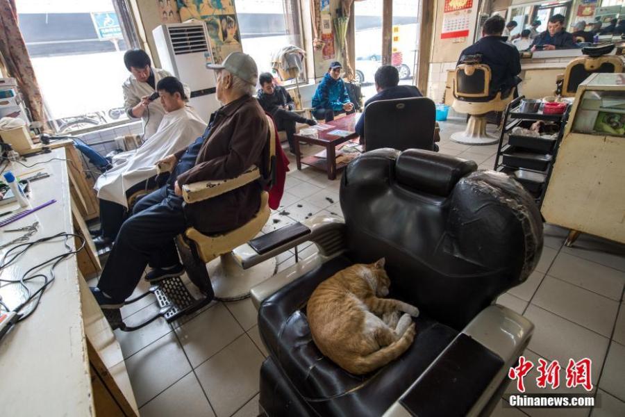 Customers wait to have a haircut at the only state-owned barbershop in Taiyuan City, Shanxi Province, March 8, 2019. March 8 marks traditional Chinese festival Long Tai Tou (dragon head raising), which refers to the start of spring and farming. During the festival, held on the second day of the second month of the lunar calendar, people play dragon lanterns, eat noodles, shave their hair, and pray for luck. (Photo: China News Service/Wu Juneji)