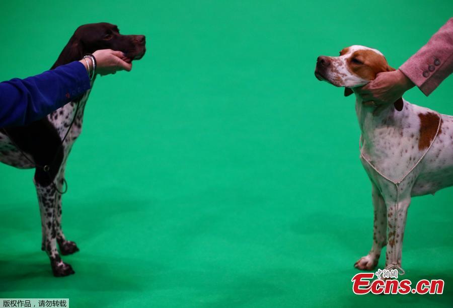 Pointers are judged during the first day of the Crufts Dog Show in Birmingham, Britain, March 7, 2019. (Photo/Agencies)