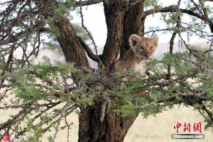 Photo shows the cub resting in a tree before losing its grip and making a sudden drop to the floor below. (Photo/IC)

Photographer Sonia Rousseau, 47, captured the images while visiting the Kicheche Olare Motorogi Conservancy in Kenya earlier this year.