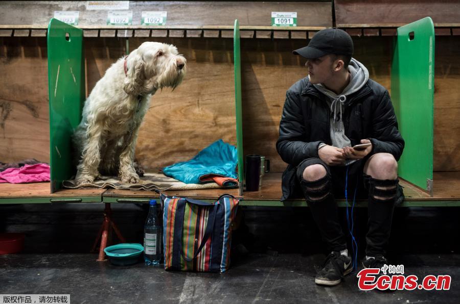 A man sits in a pen adjacent to an Italian Spinone dog on the first day of the Crufts dog show at the National Exhibition Centre in Birmingham, central England, on March 7, 2019. (Photo/Agencies)