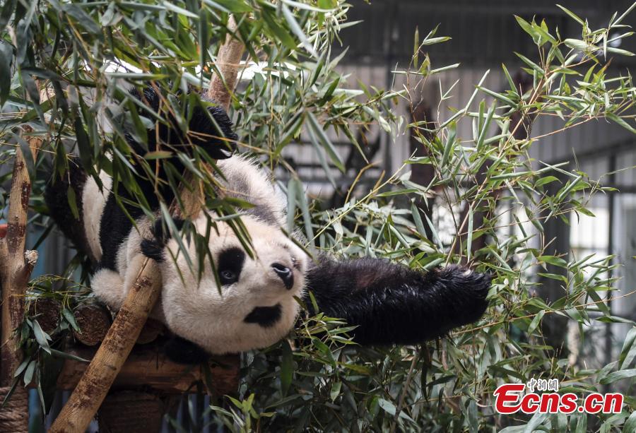 Giant panda Hua Ao meets the public at Jinan Zoo in Jinan, East China\'s Shandong Province, March 7, 2019, after half a month of adaptive phase at the zoo.(Photo: China News Service/Zhang Yong)