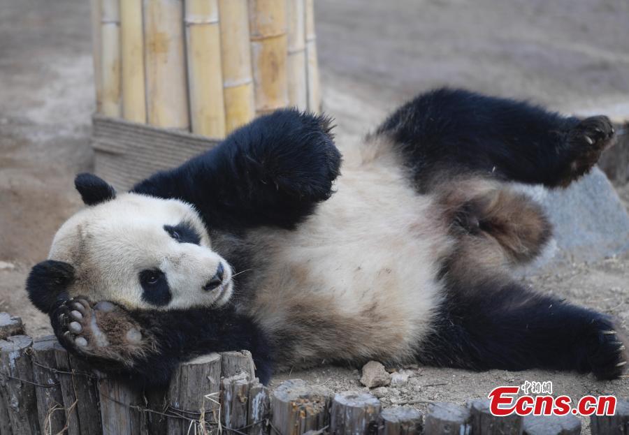 Giant panda Hua Ao meets the public at Jinan Zoo in Jinan, East China\'s Shandong Province, March 7, 2019, after half a month of adaptive phase at the zoo.(Photo: China News Service/Zhang Yong)
