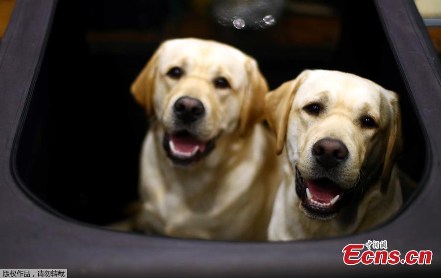 Labrador Retrievers look out from their pen during the first day of the Crufts Dog Show in Birmingham, Britain, March 7, 2019.  (Photo/Agencies)