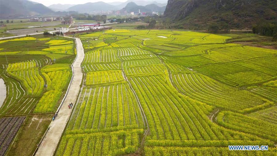 Aerial photo taken on March 10, 2019 shows blossoming cole flowers at Huilong Township in Zhongshan County, south China\'s Guangxi Zhuang Autonomous Region. The blossoming flowers herald the arrival of spring. (Xinhua/Liao Xiang)